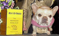 Pinky Wins Best of Breed Before Going on to Best in Show!
