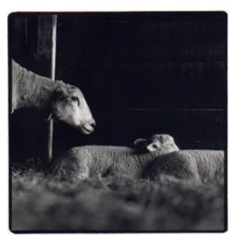 Ewe With Sleeping Lambs