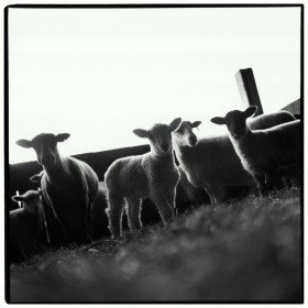 Worried Lambs