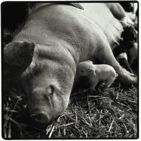 Sow With Piglets