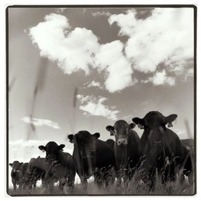 steers on a summer day