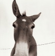 Mule with star; barb wire